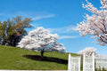White Flowering Dogwood Live Plants - 2ft Tall Cornus florida Ornamental Tree for Garden & Landscape