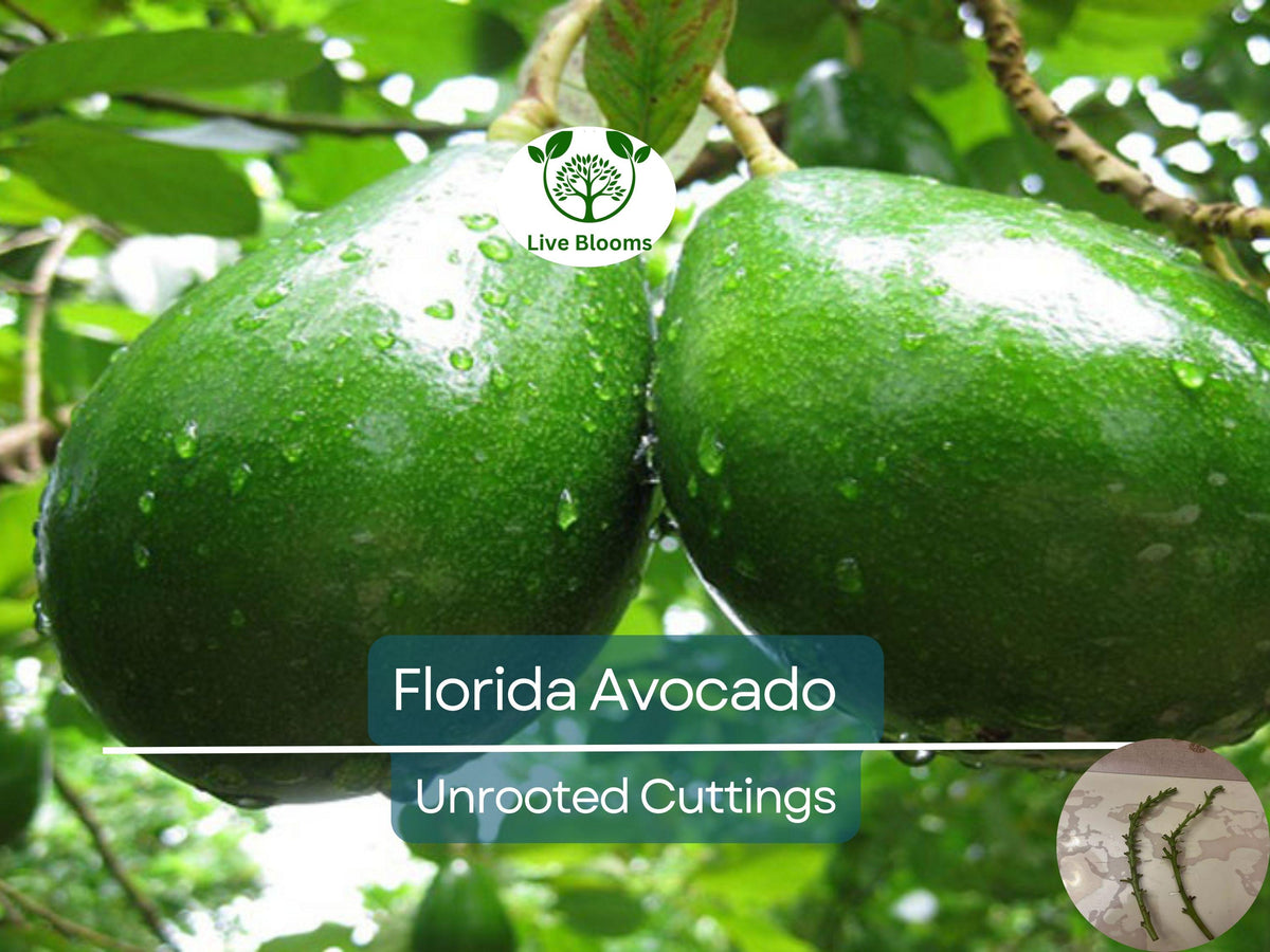 2 Florida Avocado Unrooted Cuttings for Grafting - Choquet Variety, Persea americana, Large Fruit, Backyard Garden