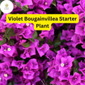 Violet Bougainvillea Live Plant Starter - Flowering, Drought-Tolerant, Fast-Growing, Climbing, Garden, Patio, Container, Scientific Name: Bougainvillea glabra
