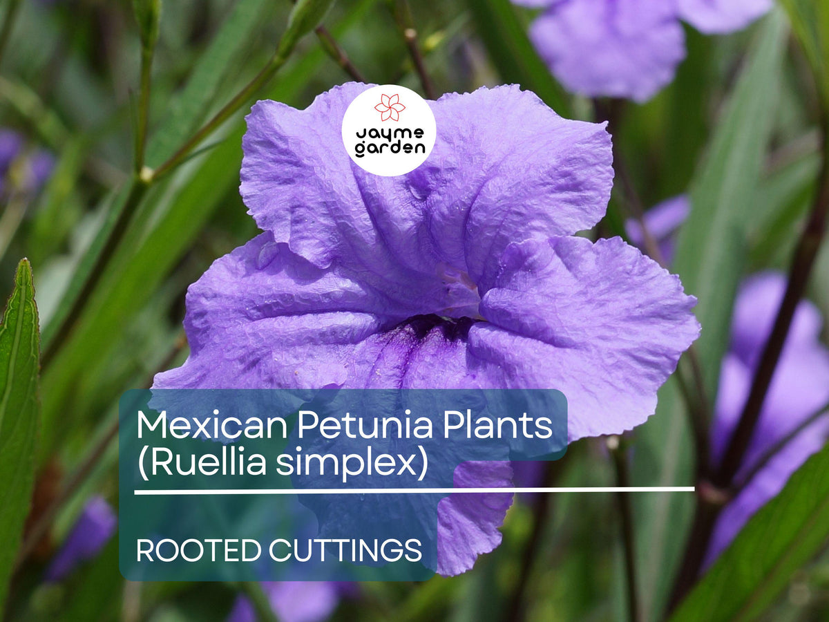 Rooted Cuttings of Purple Mexican Petunia (Ruellia simplex) - Hardy Perennial Garden Border & Ground Cover Plants