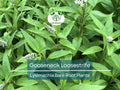 10 Gooseneck Loosestrife Plants – Bare Root Perennials with White Flowers – Lysimachia clethroides – Ground Cover, Easy Care
