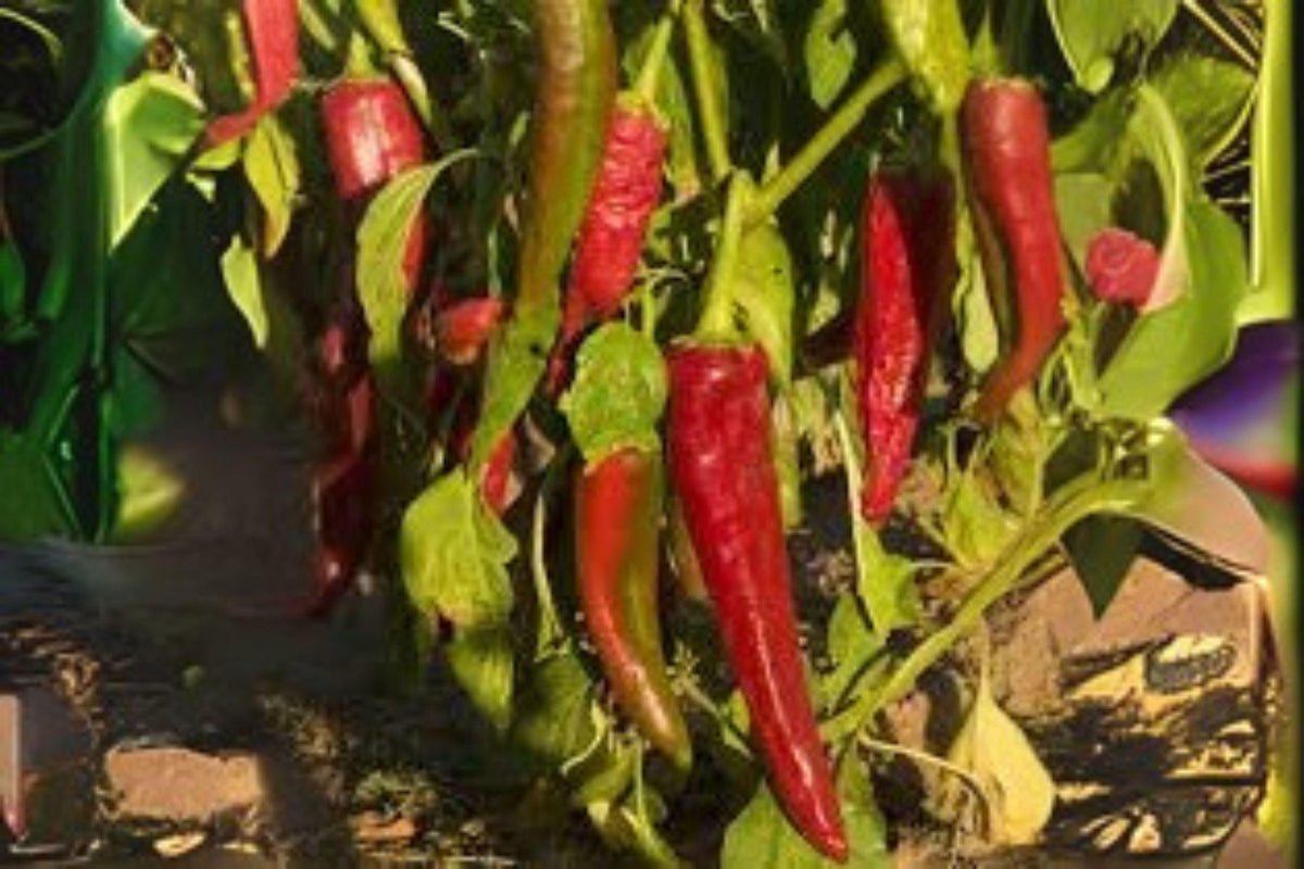 Ms. Junie Hot Pepper Seeds – Non-GMO Capsicum annuum Chili Seeds for Cooking, Roasting & Salsas, 250 mg