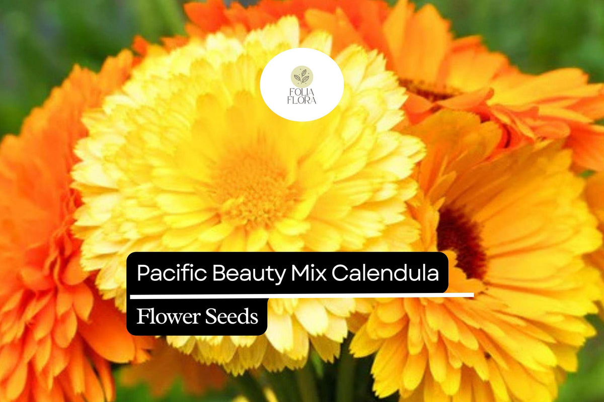 Pacific Beauty Mix Calendula Seeds – Bright Vibrant Flowers in Yellow, Orange, Gold – Edible, Pollinator-Friendly Annual (Calendula officinalis)
