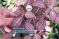 Pink Fitonia Cutting in Propagation Cup – Easy Rooting Sphagnum Moss Indoor Plant for Houseplants & Terrariums