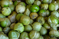 Tomatillo Verde Seeds 100mg | Physalis ixocarpa Vegetable for Salsa & Mexican Cuisine