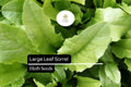 400 Seeds Large Leaf Sorrel Herb Seeds – Rumex acetosa, Edible Green Leaves, Perennial, Tart Lemon Flavor, Fast-Growing