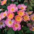 Super Rare Home Run Rose Cuttings – 3 Unrooted Rosa ‘Home Run’ Coral-Orange Floribunda