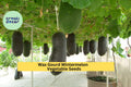 Wax Gourd Seeds 3 Pack | Wintermelon Benincasa hispida for Soups & Stews | Large Pale Green Fruit