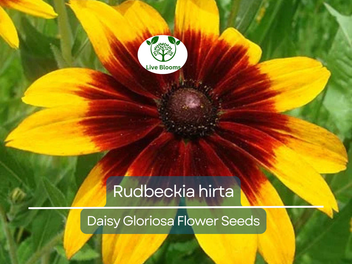 300 Seeds Daisy Gloriosa Rudbeckia hirta Yellow Wildflower Perennial Drought-Tolerant Pollinator-Friendly