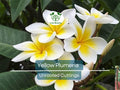 Yellow Plumeria Cutting 10" Unrooted, Fragrant Tropical Flowering Plant, Plumeria rubra, Easy to Grow
