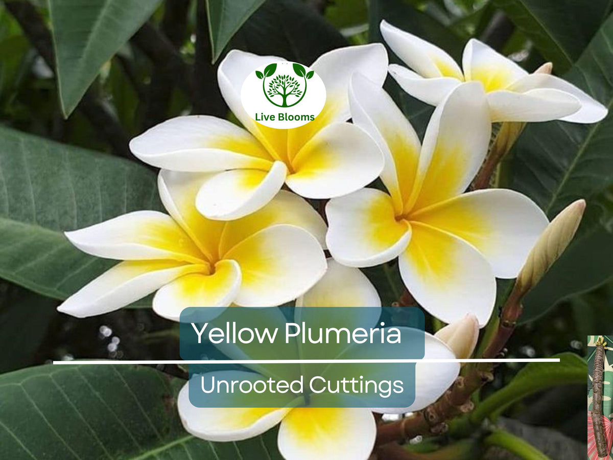 Yellow Plumeria Cutting 10" Unrooted, Fragrant Tropical Flowering Plant, Plumeria rubra, Easy to Grow