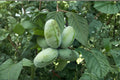 Pawpaw Tree Cuttings 10 Unrooted Asimina triloba Native Fruit Tree for Edible Gardens