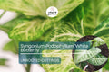 Syngonium Podophyllum ‘White Butterfly’ Unrooted Cutting – Variegated Arrowhead Plant for Indoor Decor & Terrariums