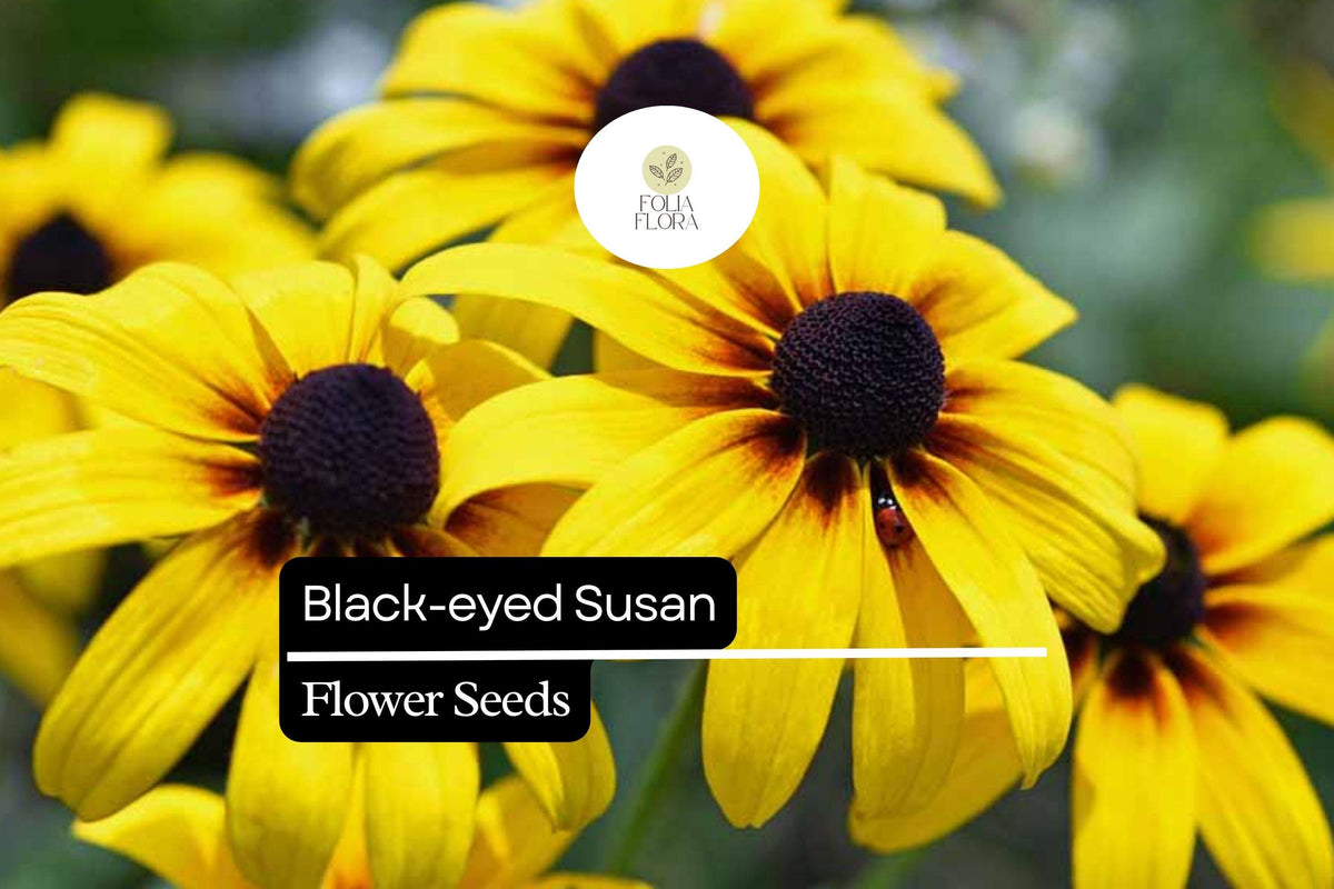 Black-eyed Susan Seeds - Rudbeckia hirta - Bright Yellow Wildflower for Pollinator Gardens, Native North American Wildflower, Easy Grow