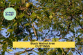 30x Black Walnut Tree Cuttings | Juglans Nigra Hardwood Cuttings for Propagation | Nut Tree Starter for Food Forest or Backyard