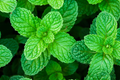 Heirloom Peppermint Seeds | Non-GMO Herb Garden Seeds | Perennial Mentha × piperita | Aromatic Mint for Indoor & Outdoor Gardening
