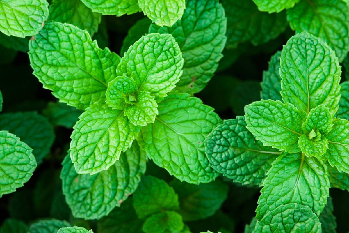 Heirloom Peppermint Seeds | Non-GMO Herb Garden Seeds | Perennial Mentha × piperita | Aromatic Mint for Indoor & Outdoor Gardening