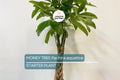 Money Tree Bonsai Seedling | 4-Inch Pachira aquatica Indoor Plant with Caudex | Easy Care Feng Shui Tree