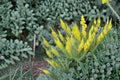 Prince’s Plume Seeds – Stanleya pinnata Native Wildflower, Drought Tolerant, Bright Yellow Flowers, Xeric Garden, 40 Seeds