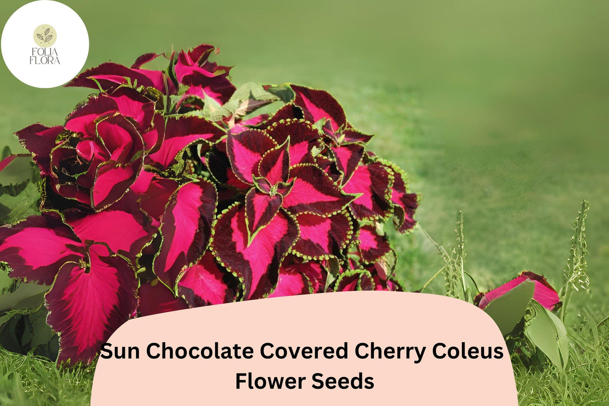 25+ Sun Chocolate Covered Cherry Coleus Seeds | Premium Shade Plant | Red Green Foliage Annual | Garden Bedding Seeds