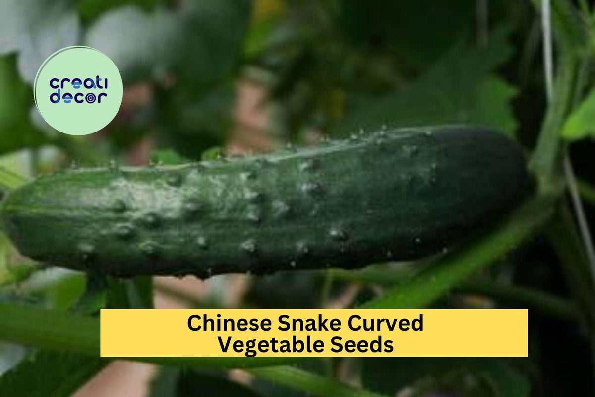 Chinese Snake Curved Cucumber Seeds 3 Pack, Heirloom Vining Variety for Trellis Gardens, Cucumis sativus