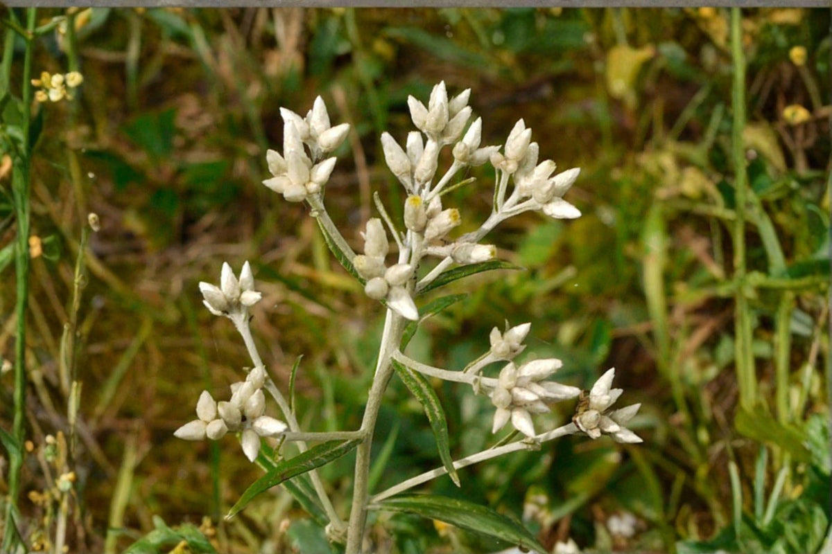 500 Sweet Everlasting Seeds – Pseudognaphalium obtusifolium Native Wildflower Pollinator Plant Prairie Annual