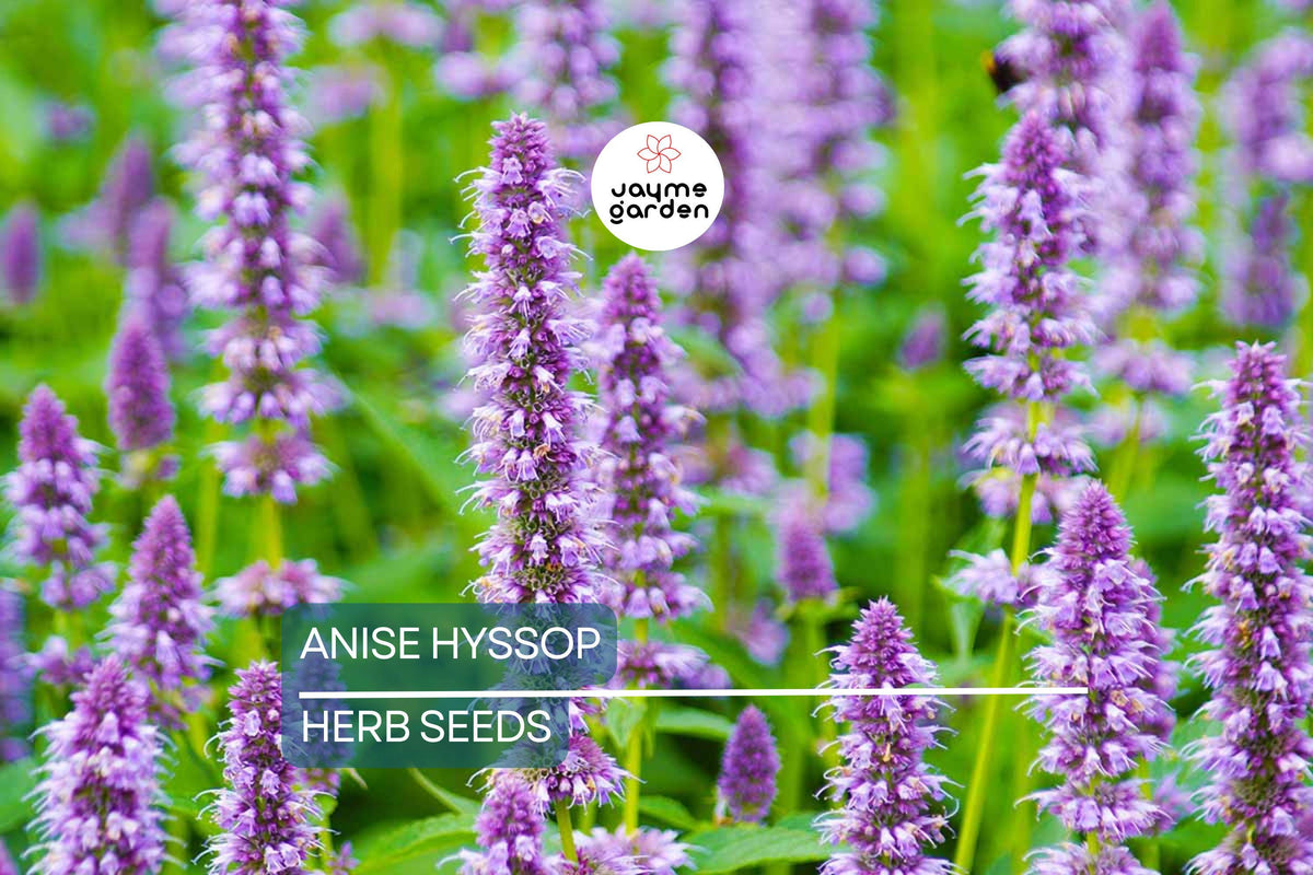 1,000 Anise Hyssop Seeds – Non-GMO Pollinator Herb, Agastache foeniculum, Fragrant Culinary & Medicinal Plant, USA Seller