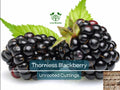 Organic Thornless Blackberry Cuttings 5-8" Rubus fruticosus, Unrooted, Easy to Grow, Sweet Berries, Home Garden, Fruit Plant