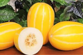 120+ Korean Melon Seeds - Sweet Asian Fruit for Home Garden - Non-GMO Heirloom Cucumis melo var. makuwa