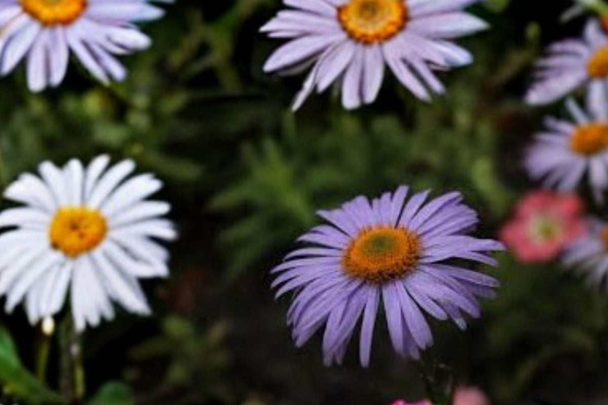 100 Seeds Symphyotrichum oblongifolium Aromatic Aster Native Purple Wildflower Pollinator Perennial