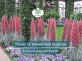 50 Tower of Jewels Red Bugloss Seeds, Echium wildpretti, Tropical Perennial, Vibrant Red Flowers, Pollinator Attractant