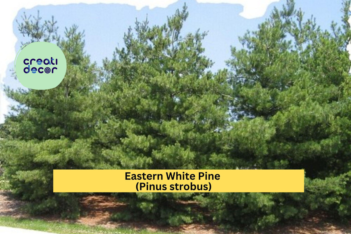 Eastern White Pine Tree Seedlings – 10 Bare Root Pinus strobus, 6–16 Inches, Hardy Evergreen for Reforestation & Landscaping