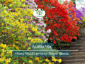 50 Azalea Seed Mix – Vibrant Rhododendron Flower Colors for Gardens, Landscapes & Borders, Hardy Perennial Shrubs, Pollinator-Friendly