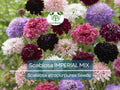 200 Seeds Scabiosa IMPERIAL MIX - Tall Double Pincushion Flower, Dried Everlasting, Non-GMO, Cut Flower, Pollinator Attractant, Scabiosa atropurpurea