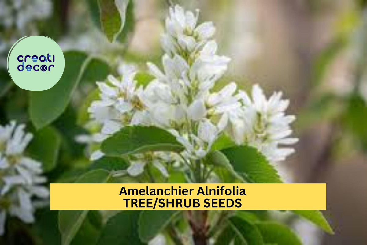 30 Seeds Amelanchier alnifolia Saskatoon Serviceberry Shrub Tree for Native Landscaping and Wildlife