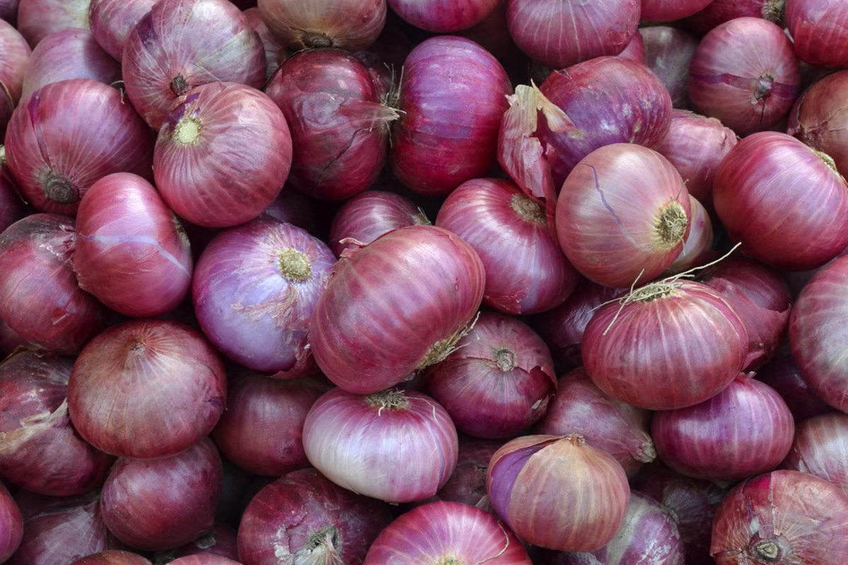 Red Grano Onion Seeds - Allium cepa Vegetable, Mild Sweet Flavor, Red Skin, Easy to Grow Garden Favorite, 250mg
