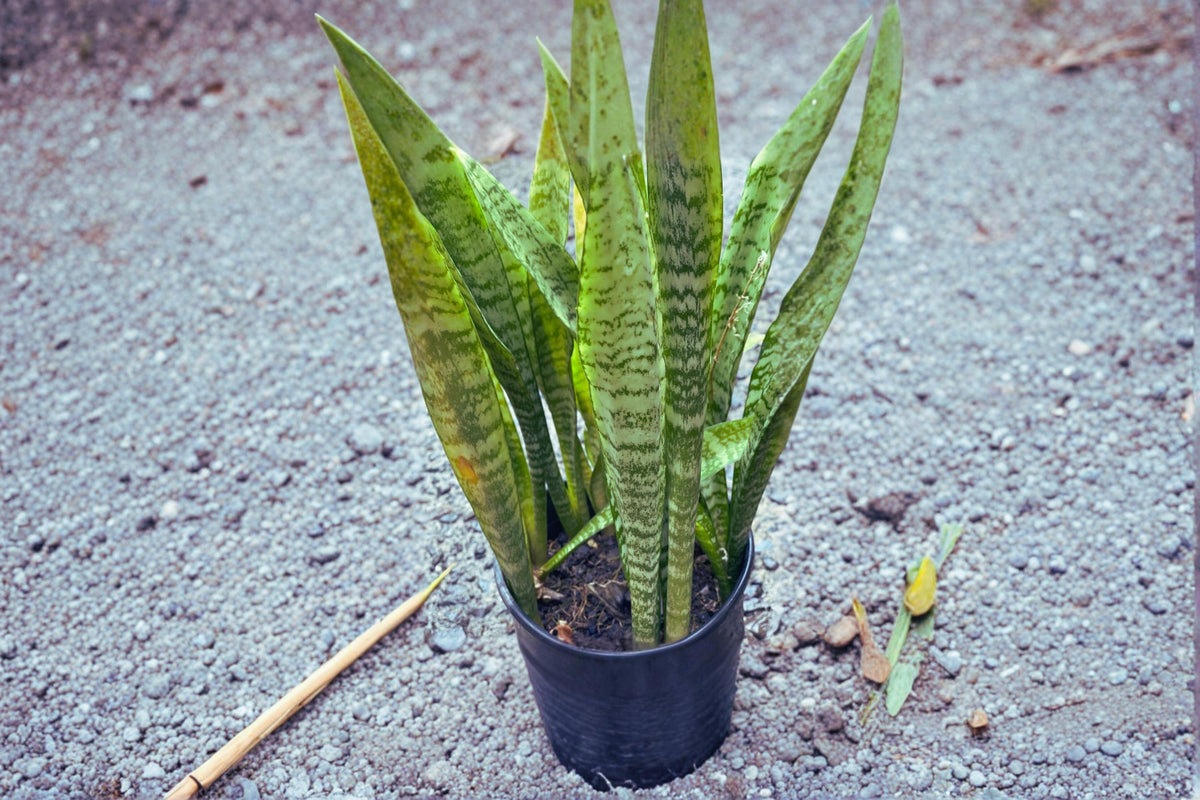 Sansevieria Snake Plant Cuttings – 4-6 Inches, Variegated Foliage, Dracaena trifasciata, Indoor Houseplant Starter Leaves