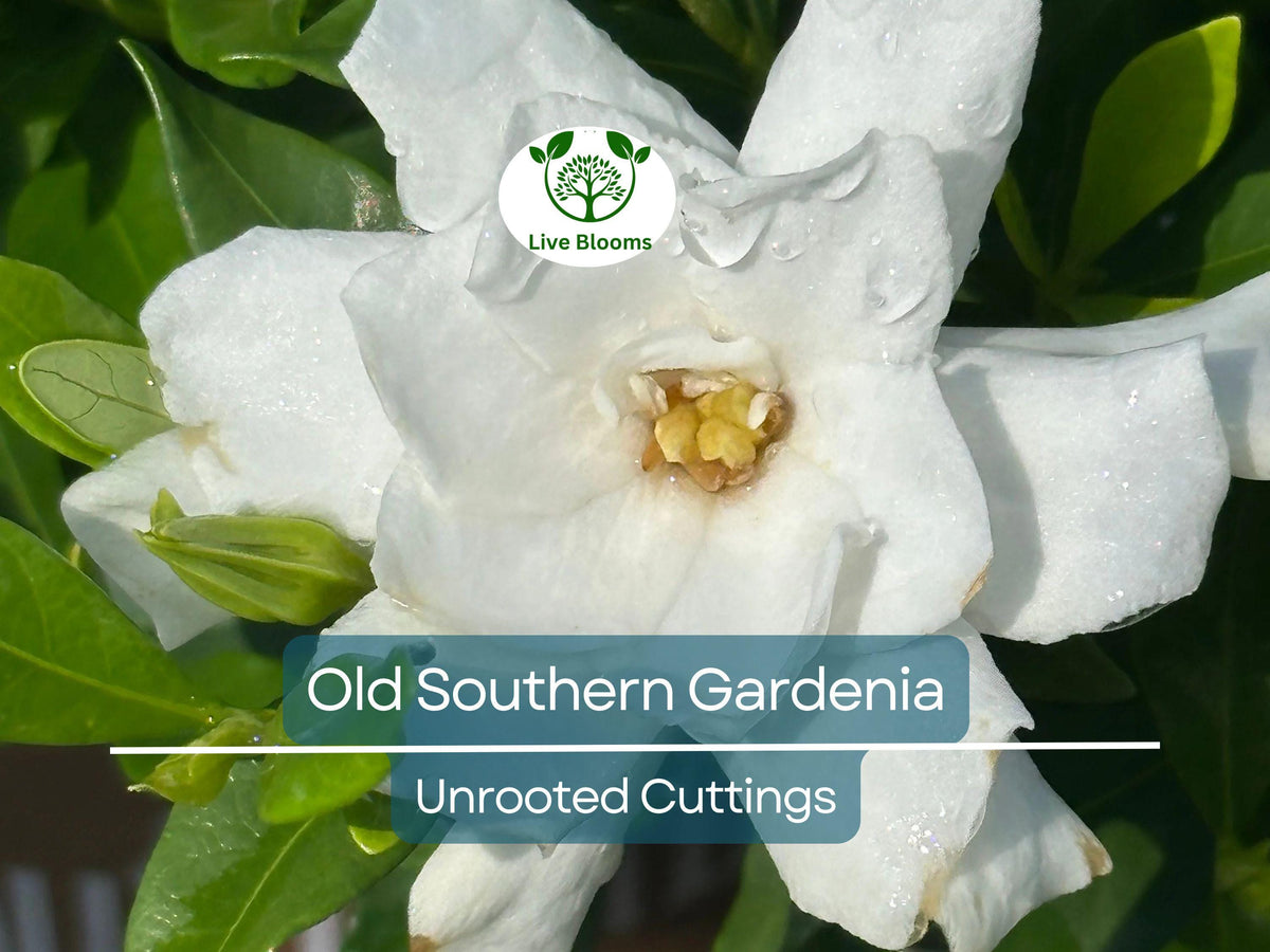 12 Unrooted Gardenia jasminoides Cuttings from 63-Year-Old Old Southern Gardenia, Fragrant White Flowers for Propagation