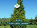 50 Thuja occidentalis Tree Seeds | White Cedar Arborvitae for Privacy, Hedge, Evergreen Landscaping