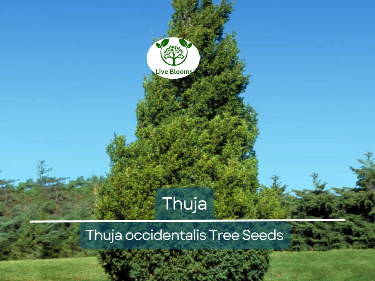 50 Thuja occidentalis Tree Seeds | White Cedar Arborvitae for Privacy, Hedge, Evergreen Landscaping