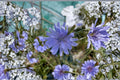 Blue Chicory Seeds – Edible Herb & Pollinator Plant – Cichorium intybus – Perennial Flower for Gardens and Forage