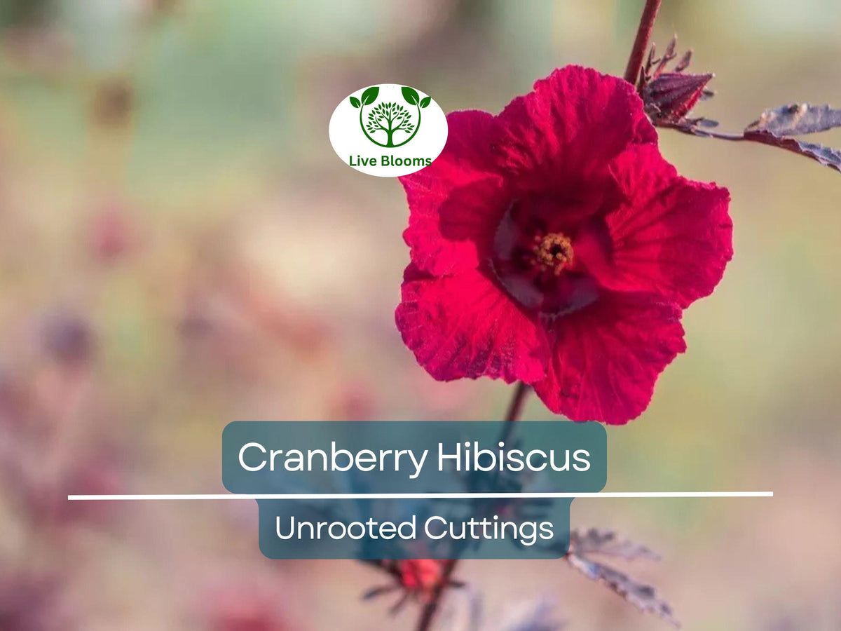 Live Cranberry Hibiscus Plant Clippings – Organic Edible Perennial, Hibiscus acetosella, Vibrant Red-Purple Foliage, Culinary & Ornamental Use