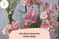 Pink Nines Sweet Pea Seeds, Climbing Vine, Fragrant Pink Blooms, Lathyrus odoratus, Garden Planting, 50+ Seeds