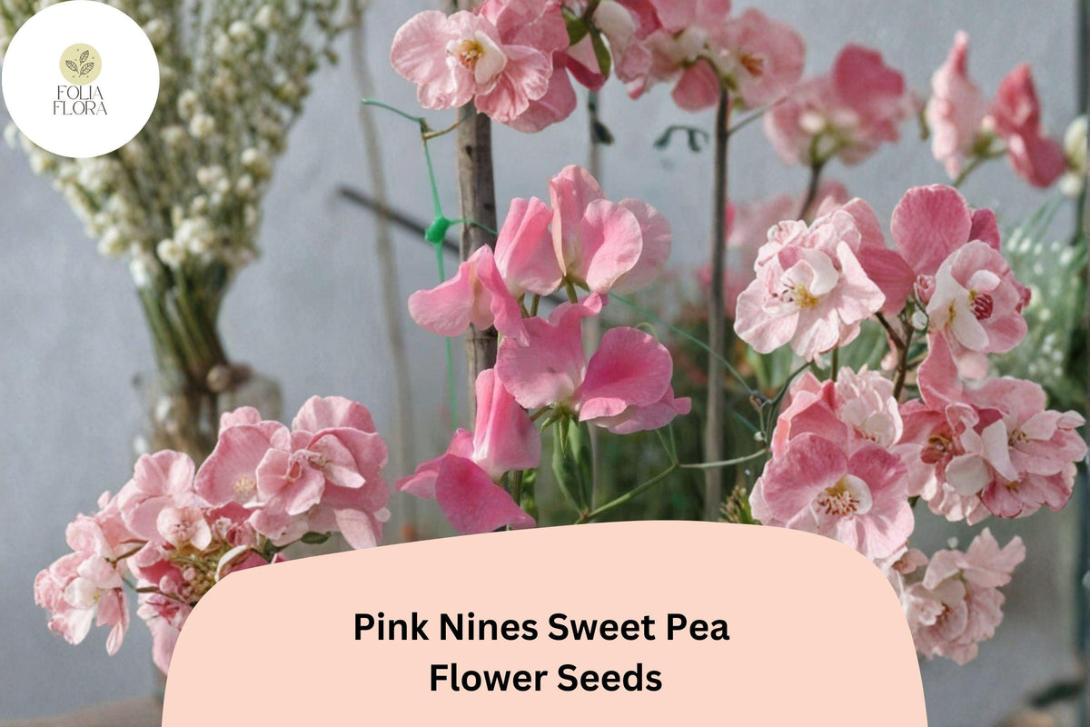 Pink Nines Sweet Pea Seeds, Climbing Vine, Fragrant Pink Blooms, Lathyrus odoratus, Garden Planting, 50+ Seeds