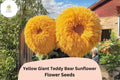 50pcs Rare Yellow Enchanting Giant Teddy Bear Sunflower Seeds – Bold Yellow Blooms, Giant Flowers, Easy to Grow