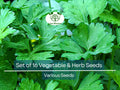 Set of 16 Vegetable and Herb Seeds – Non-GMO, Heirloom, Indoor & Outdoor Gardening Kit with Basil, Parsley, Arugula, Cilantro, Broccoli, Dill