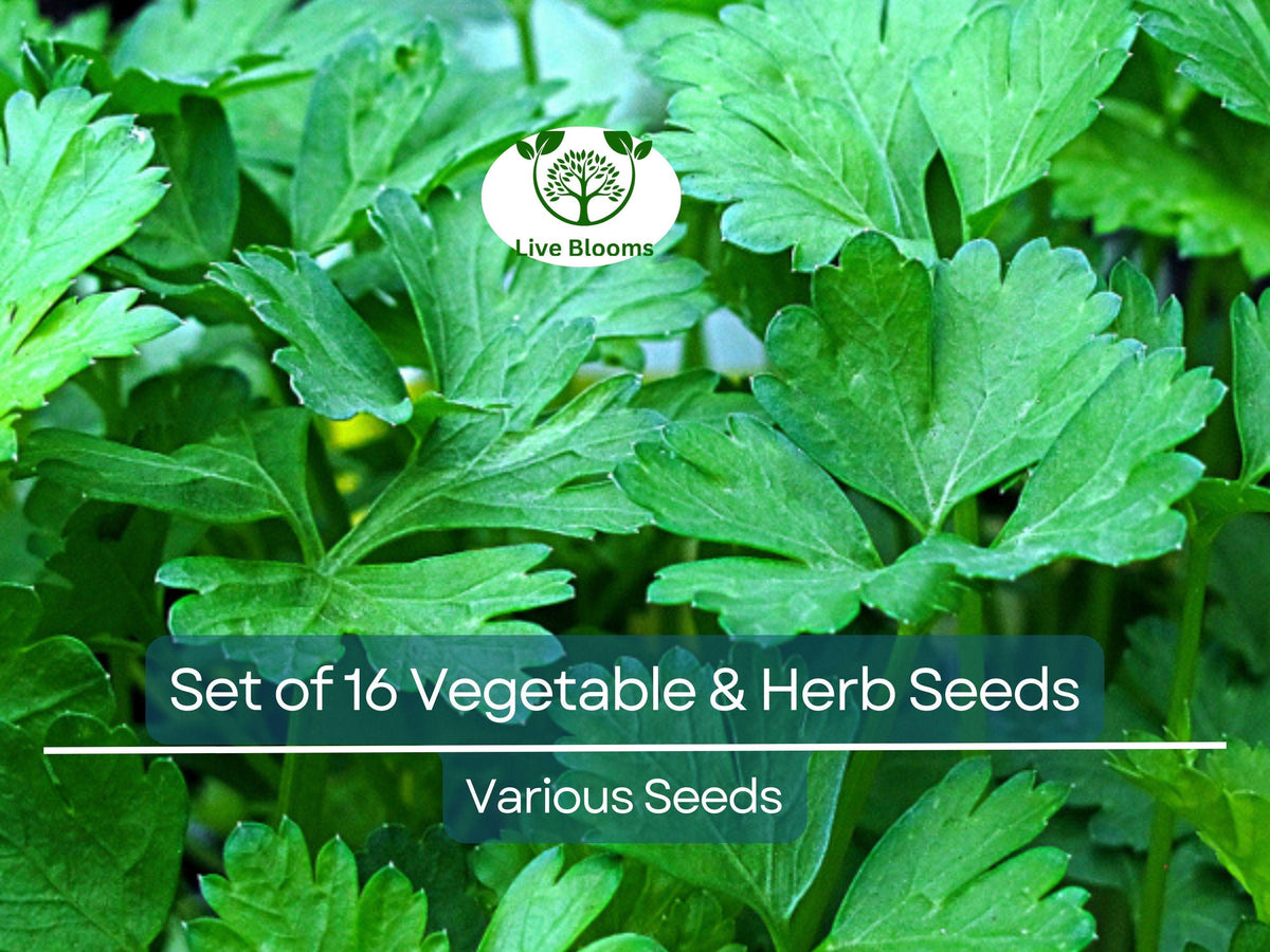 Set of 16 Vegetable and Herb Seeds – Non-GMO, Heirloom, Indoor & Outdoor Gardening Kit with Basil, Parsley, Arugula, Cilantro, Broccoli, Dill