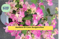 Bougainvillea Starter Plug Plant – Bambino Bi-Color Pink & White – Tropical Flowering Vine for Garden or Patio