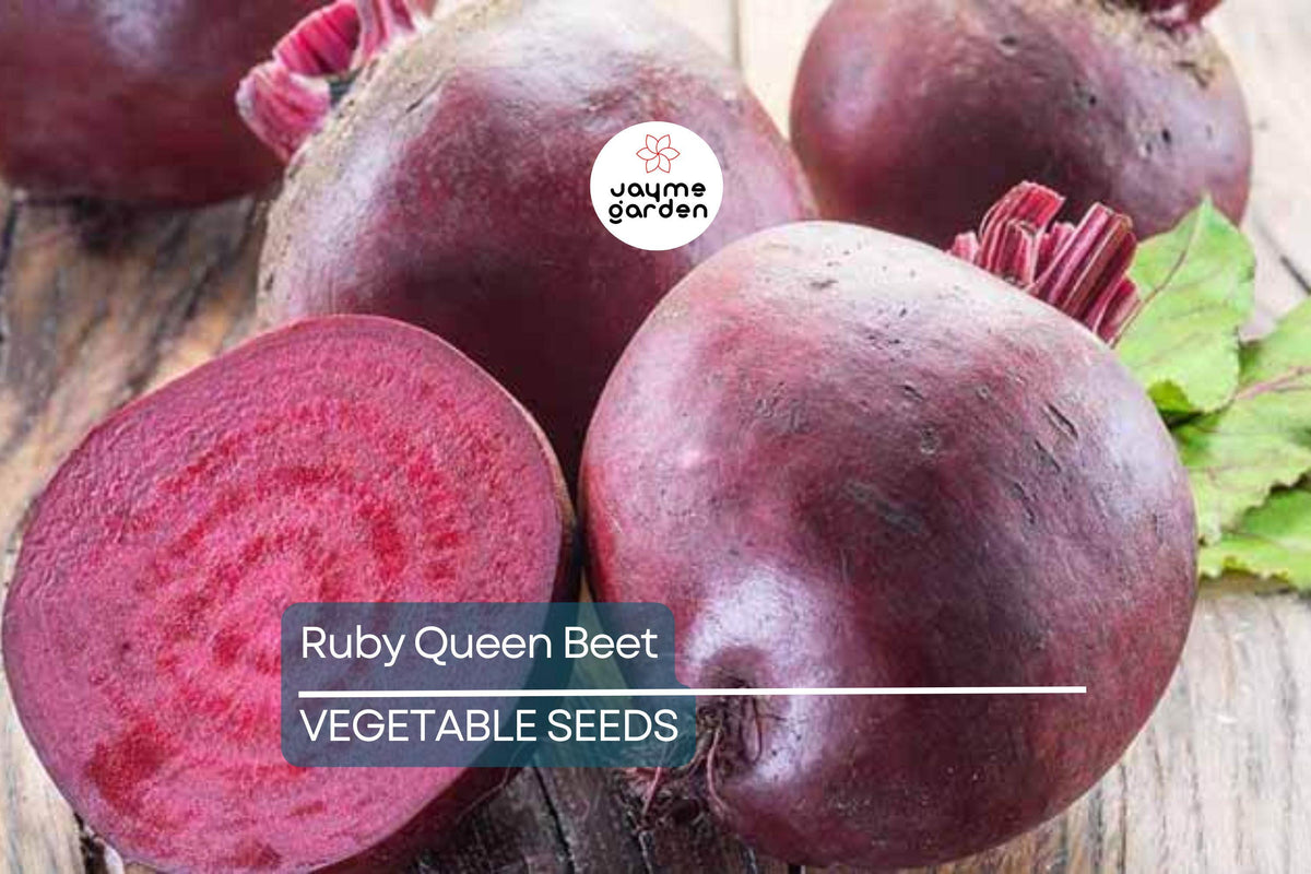 500 Ruby Queen Beet Seeds – Non-GMO Heirloom Vegetable Seeds for Canning & Pickling | Tender, Flavorful, Full Sun Cultivar
