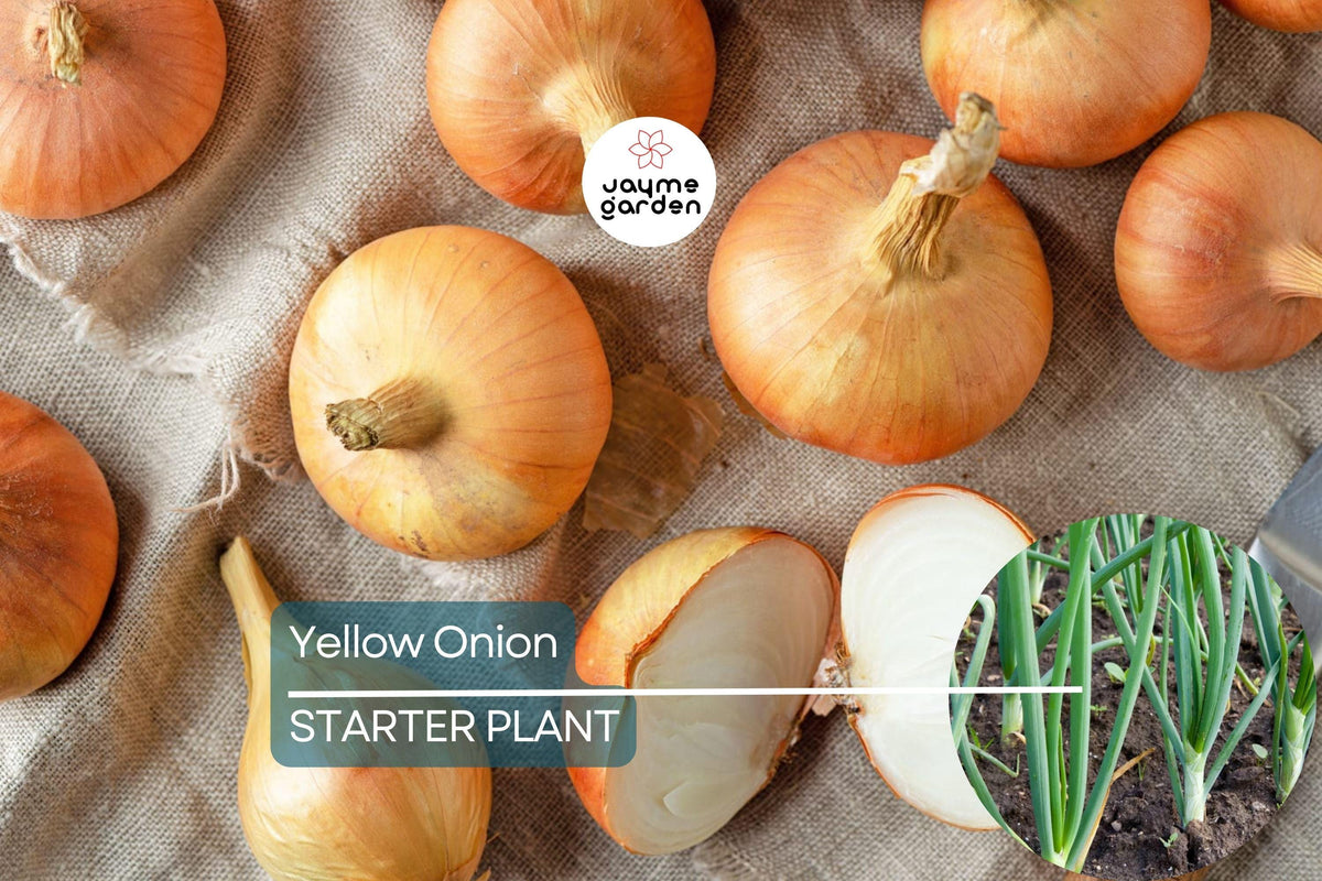 Yellow Onion Sets – Stuttgarter Variety, Non-GMO, 8 oz. Vegetable Bulbs for Planting, Easy to Grow, Storage Onions, Organic Onion Bulbs